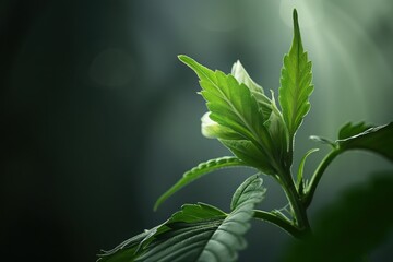 Cannabis Bud Glowing Softly Backlit in Dark Setting Highlighting Detailed Trichomes