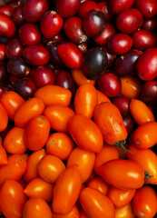 Dark burgundy and red tomatoes. Mix of multi-colored tomatoes on a summer day. Top view.