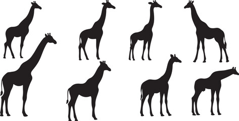 Silhouette Giraffes in Various Poses, Black and White Vector Art
