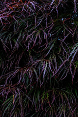 burning bush after  spring rainfall