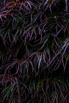 burning bush after  spring rainfall