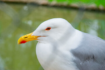 Close-up of the head of the seagull. High quality photo