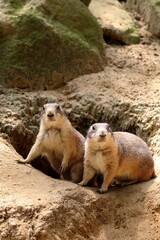 two prarie dogs standing on the ground watching carefully