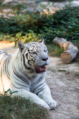 Obraz premium white tiger in the zoo