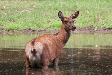 A deer stands in a small pond