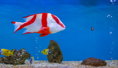 Striking Red and White Striped Emperor Red Snapper in Blue Aquarium. A large, vibrant Lutjanus sebae with bold vertical red and white stripes swims in blue aquarium, surrounded by fish, rocks, bubbles