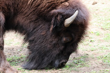 closeup of an american bison head