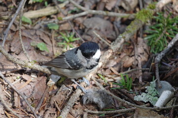 森の地面で採食するヒガラ（野鳥）
