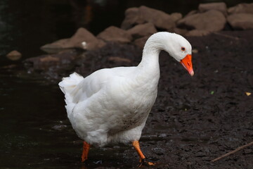 white goose walking out of a pond