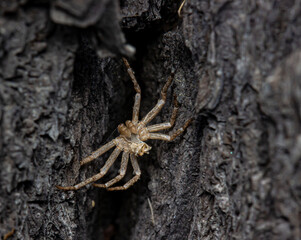 spider on the tree bark. crab-like spider.. colorful macro photo of an insect. close-up. natural...