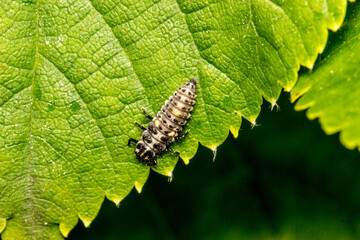 ladybug larva on a green leaf. dark background. close-up. macrophotography.