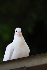 white dove sitting on a dovecotes roof