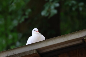 white dove sitting on a dovecotes roof