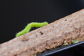 Green caterpillar of Operophtera brumata crawls on a piece of wood