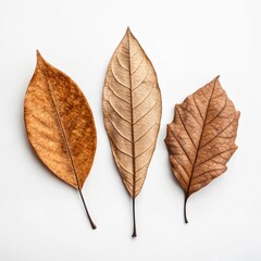 Fototapeta premium Group of Three Dry Leaves Arranged in Triangle on White
