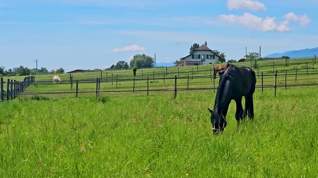 Horse eating grass in the idyllic green fields of Switzerland