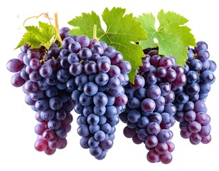 Fototapeta premium Clusters of plump, deep purple grapes with leaves