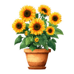 Obraz premium Vibrant potted sunflowers bursting with bright yellow petals and green leaves isolated on transparent background