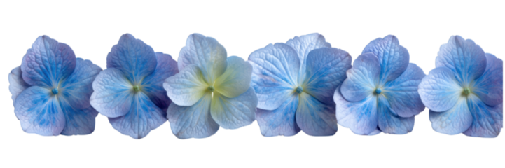 Linear Arrangement of Six Blue Hydrangea Blooms in Soft Light