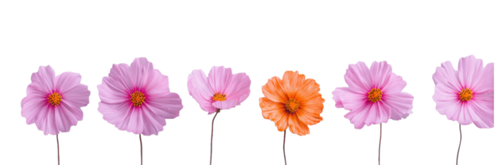 Row of Identical Pink Cosmos Flowers with One Orange Flower