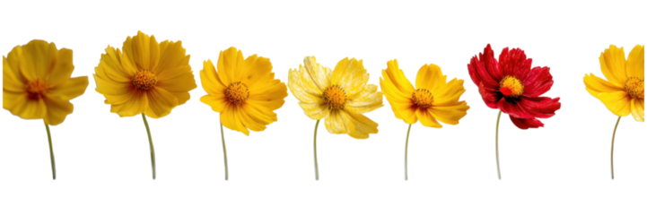 Row of Identical Yellow Coreopsis Flowers with One Red Flower