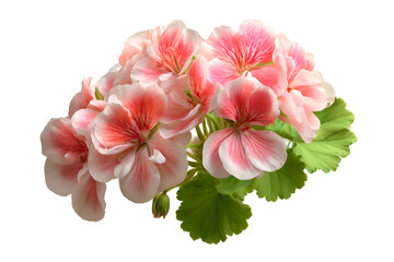 Pink Geranium blossoms on black background