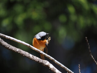 木の枝にとまるジョウビタキの野鳥と自然の背景

