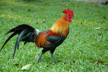 Portrait of a Handsome Rooster walking in the Lawn.