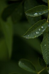 dew on a leaf