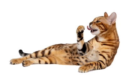 Beautiful bengal cat licking paw grooming itself pet care domestic animal feline on transparent background