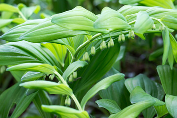 a kupena plant with green leaves and flowers. Kupena is a poisonous plant. Kupena is a genus of plants in the Asparagaceae family