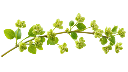 Spring Plant with Fresh Green Flowers and Young Leaves Isolated on White Background