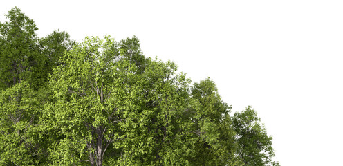 Nature verdant jungle trees isolate on transparent backgrounds 3d render png
