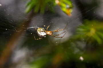 a cross-legged spider on a web on a dark background . colorful photo of wildlife. macro photo of an...