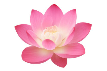 Delicate pink lotus blossom floating, symbolizing purity and spiritual awakening against transparent backdrop