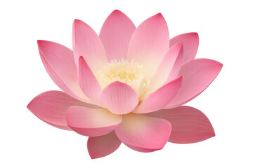 Beautiful pink lotus flower blooming, isolated on transparent background, perfect for spiritual or wellness projects