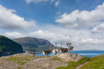 Russenes es un pequeño pueblo en la región de Nord-Norge, Noruega. Está situado en una zona...