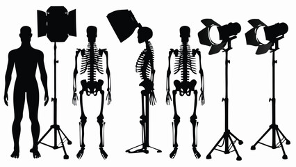 Juxtaposition of Human Silhouettes and Studio Lighting Equipment Showcased in an Artistic and Educational Format. This Unique Visual Features a Series of Anatomical Skeletons—Front and Side Views—Alon