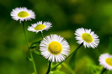 Obraz premium white erigeron flower on a blurred background with bokeh. space for text. colorful photography. close-up. beautiful screensaver.