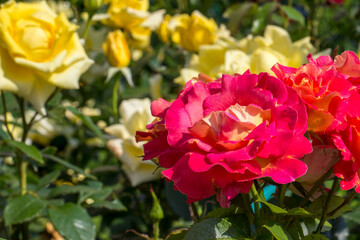 red roses on a blurred background with highlights and bokeh. colorful flower macro photo. space for text. beautiful screensaver.