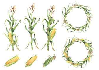 Corn plant set. Golden maize plant wreath with stalk, corncob, flowers and green leaves, husks. Watercolor Realistic hand painting isolated from background illustration for food, agricultural product.
