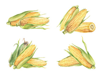 Corn Cobs set. Vegetable harvest. Golden sweet maize with green leaves and husks Grain agricultural crop for farm packaging, food label. Watercolor hand painted isolated from background illustration