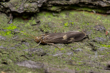 caddis imago on tree bark. colorful macro photo of insect. close-up. nature screensaver.