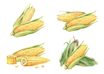 Corn Cobs composition set. Raw sweet maize with green leaves and husks. Grain vegetable agricultural crop harvest. Watercolor realistic painted isolated from background illustration for food label.