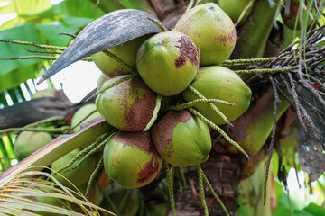 Low angle view of coconut tree against sky. Bunch coconut on coconut tree.