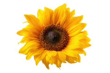 Fototapeta premium Vibrant Sunflower Blossom Close Up Isolated on Transparent Background
