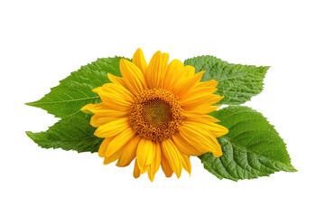 Bright Yellow Sunflower with Green Leaves Isolated on Transparent Background