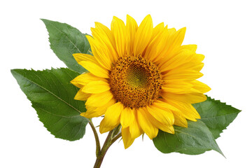 Obraz premium Bright Yellow Sunflower with Green Leaves on Transparent Background