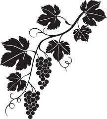 Simple single minimalist grapes in vines silhouette with white background