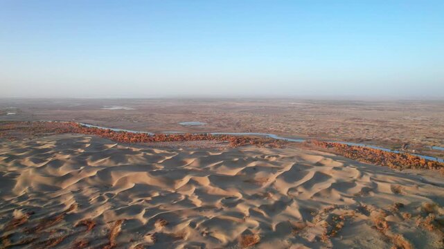 Drone view of lake and river in desert with Populus euphratica forest with yellow golden foliage on sunny autumn day in Xinjiang, China, aerial view of Tata Secret Realm in Yuli, 4k real time footage.